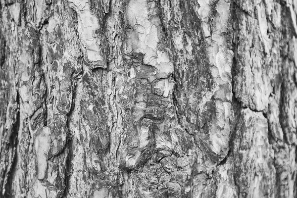 Fundo, textura casca de pinheiro — Fotografia de Stock