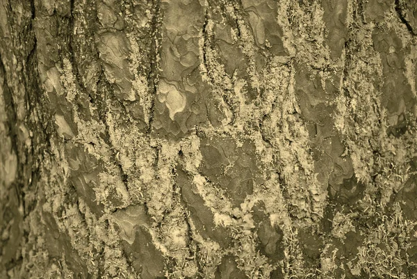 Fundo, textura casca de pinheiro, monocromático — Fotografia de Stock