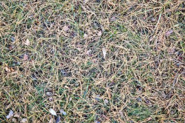 Arka plan, doku, sarı yeşil, Çam iğneleri yeşil çimen, renkler üzerinde