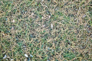 Arka plan, doku, yeşil çimenlerin üzerinde sarı Çam iğneleri, 