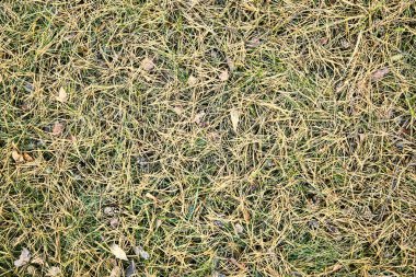 Arka plan, doku, yeşil çimen, tek renkli üzerinde sarı Çam iğneleri