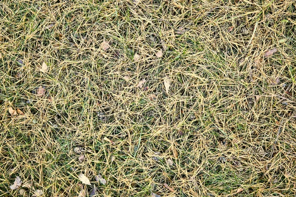 Фон, текстура, желтые сосновые иголки на зеленой траве, монохромный — стоковое фото