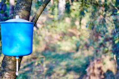 Parlak mavi el banyoya bir ağaç üzerinde asılı