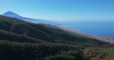 Hava görüntüsü. Volkan Teide 'nin arka planında Tenerife' deki yoğun çam ağacı ormanı..