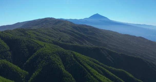 Luftaufnahme. Dichter Kiefernwald auf Teneriffa im Hintergrund des Vulkans Teide. — Stockvideo