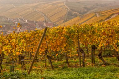 Franconia Almanya'da Vinyard