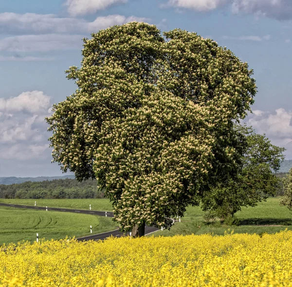 Tam Bloom Kestane Ağacı — Stok fotoğraf