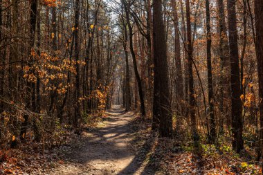 Şubat ayında orman yolu