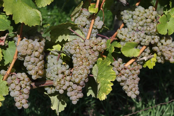 Uvas Cana Vinho — Fotografia de Stock