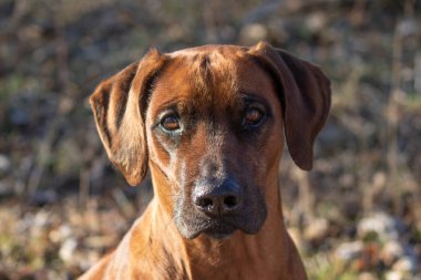 Rodesian Ridschback portresi