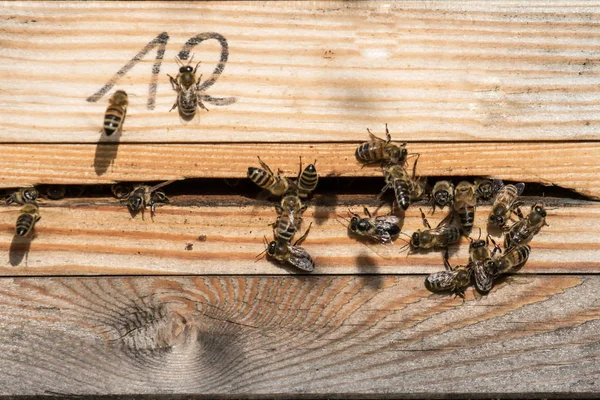 Bees Fly Hole Honey — Stock Photo, Image