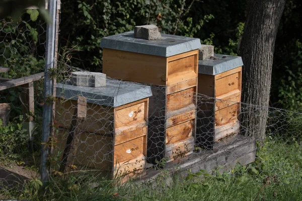 Beehives Wild — Stock Photo, Image