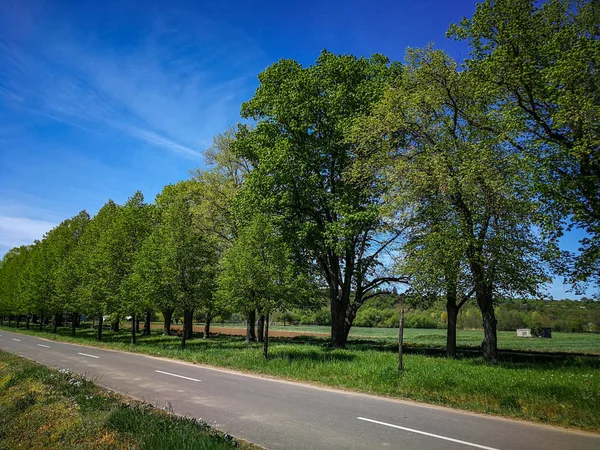 Allee Unter Blauem Himmel — Stockfoto