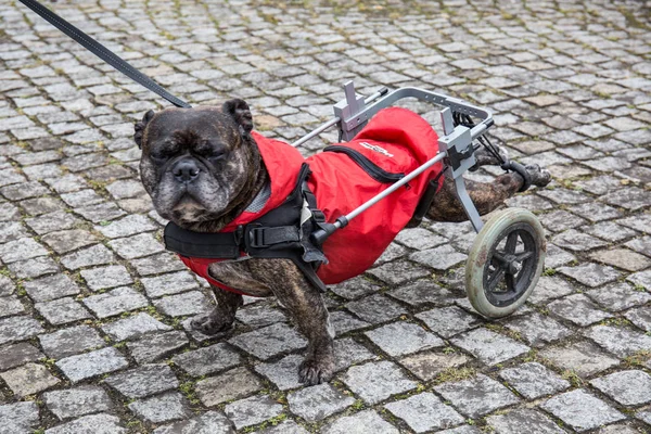 Dog with a wheelchair