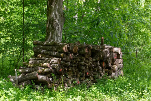 Stos Drewna Lesie — Zdjęcie stockowe
