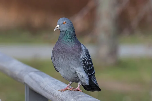 Eine Taube Sitzt Auf Einem Geländer Nahaufnahme — Stockfoto