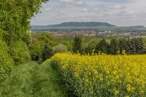 Rapsfeld Mit Blick Auf Einen Berg — Stockfoto