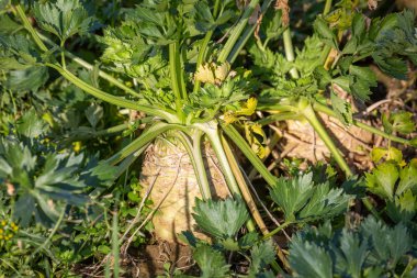 Toprakta kereviz yumru