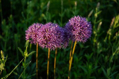 Sabah güneşinde mor allium
