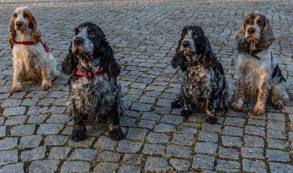 Cztery Angielski Cocker Spaniels Patrzeć Wiernie Ich Właściciela — Zdjęcie stockowe