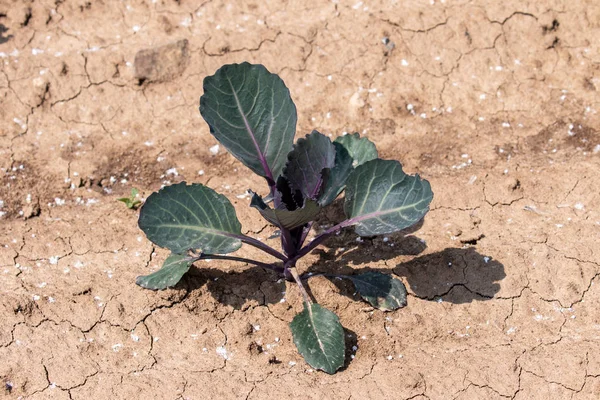 Giovane Kohlrabi Sul Campo — Foto Stock