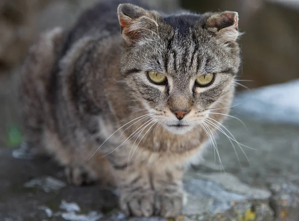 Bir kedi pusuya yatmış.