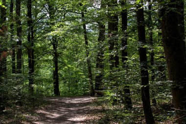 Bavyera Ormanı'nda Singeltrail