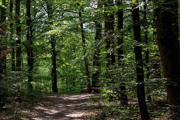 Singeltrail Lesie Bawarskim — Zdjęcie stockowe