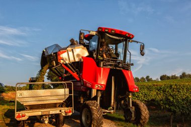 Organik çiftçide üzüm hasadı