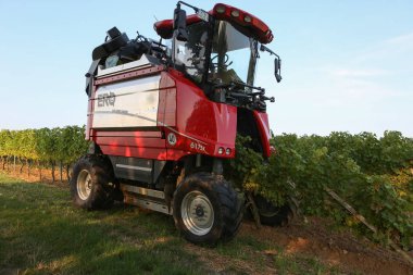 Organik çiftçide üzüm hasadı