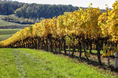Sonbaharda güneşin aydınlattığı bir üzüm bağı.