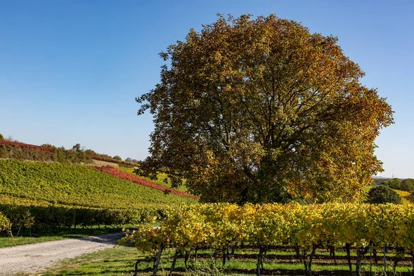 Eiche Inmitten Von Weinbergen — Stockfoto