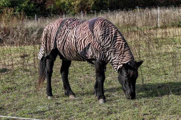 Cavalo Vestido Zebra Pasto — Fotografia de Stock