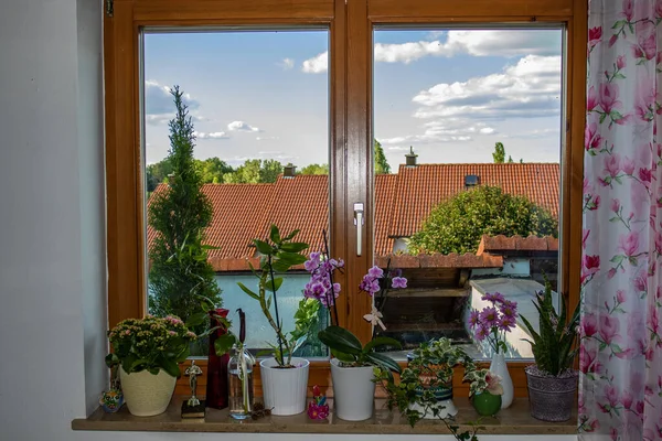 Flowers Windowsill View Sky Roofs Neighbors — Stock Photo, Image