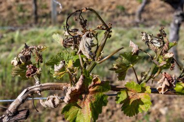 Kahverengi, donmuş yapraklar soğuk bir geceden sonra üzüm bağında