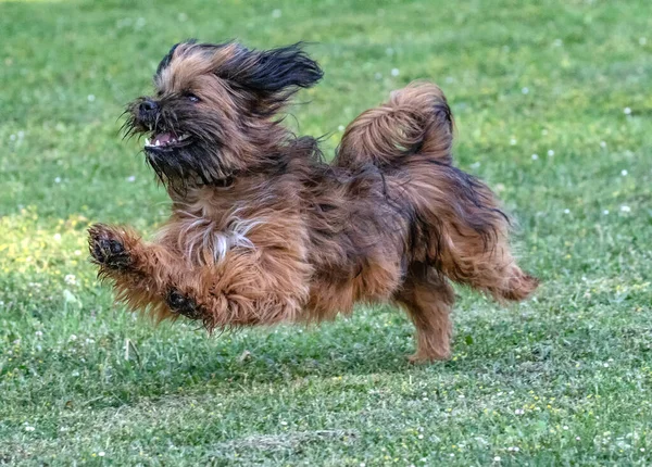 Μικρός Σκύλος Που Μοιάζει Τον Τσουμπάκα Τρέχει Λιβάδι — Φωτογραφία Αρχείου