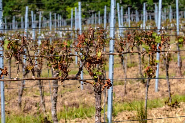 Braune Gefrorene Blätter Einem Weinberg Nach Einer Frostigen Nacht — Stockfoto