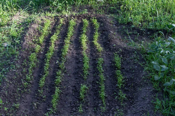 Yrtti Sänky Valossa Varjossa — kuvapankkivalokuva