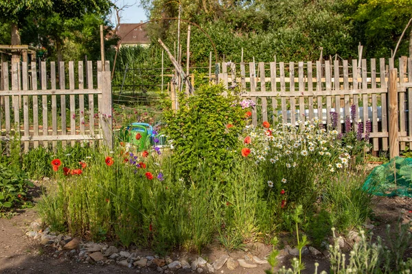 The flowers on the fence in an allotment are in full bloom