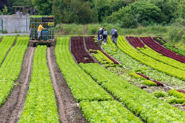 Raccolta Insalate Vario Tipo Come Lollo Rosso Lattuga Lollo Bianco — Foto Stock