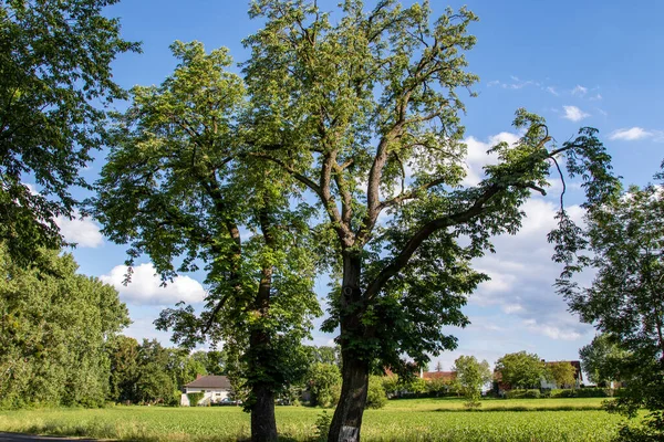 Alte Bäume Straßenrand Hintergrund Eine Kleine Dorfidylle Aus Bayern — Stockfoto