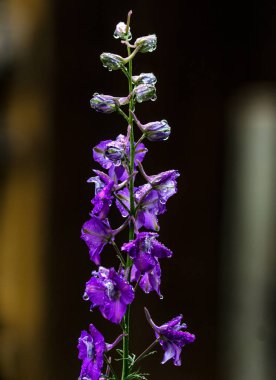 Yağmurdan sonra bir damla suyla mor çiçekler.