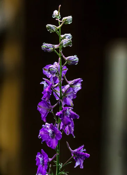 Fiori Viola Dopo Pioggia Con Gocce Acqua — Foto Stock