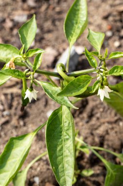 Biberler Haziran 'ın erken saatlerinde çiçek açar
