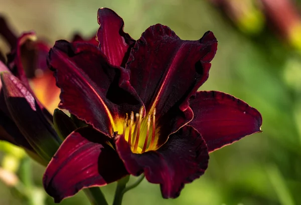 Lys Jour Hemerocallis Fulva Les Fleurs Simples Genre Fleurissent Pour — Photo