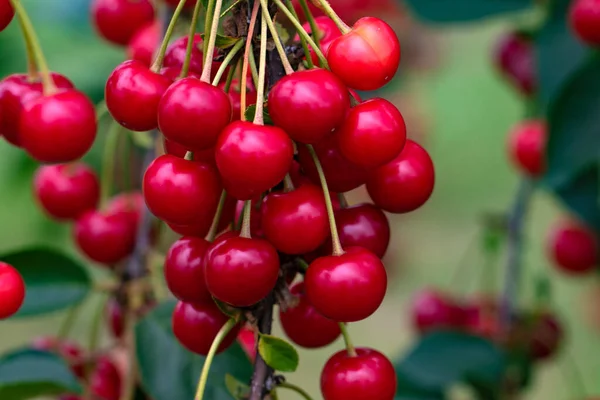 Cerises Sur Arbre Juste Avant Récolte — Photo