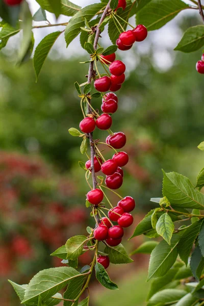 Cerises Sur Arbre Juste Avant Récolte — Photo