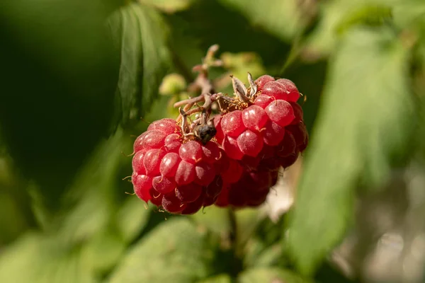 Framboises Mûres Fraîches Sur Buisson — Photo