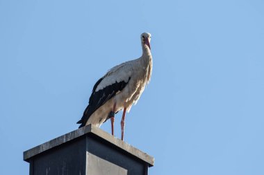 Bir evin bacasında izi olan genç beyaz bir leylek.