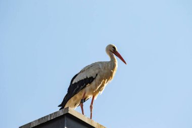 Bir evin bacasında izi olan genç beyaz bir leylek.